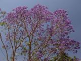 Jacaranda mimosifolia. Часть кроны цветущего дерева. Австралия, северо-восточный Квинсленд, дер. Юнгаберра, в озеленении. Конец сухого сезона (сезон gurreng). 06.10.2009.