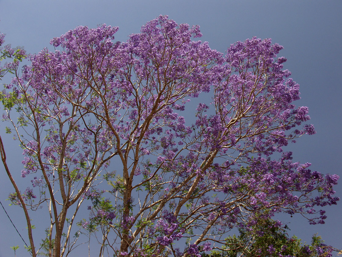 Image of Jacaranda mimosifolia specimen.