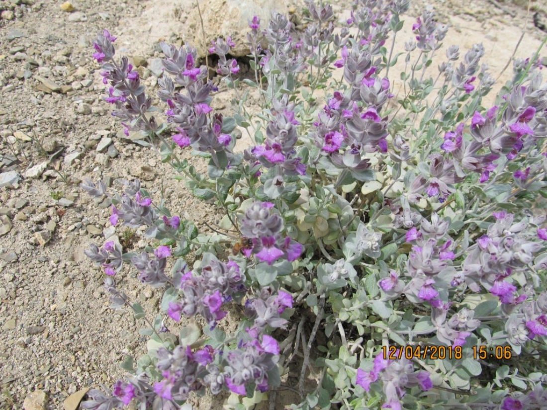 Изображение особи Stachys inflata.