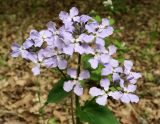 Hesperis steveniana