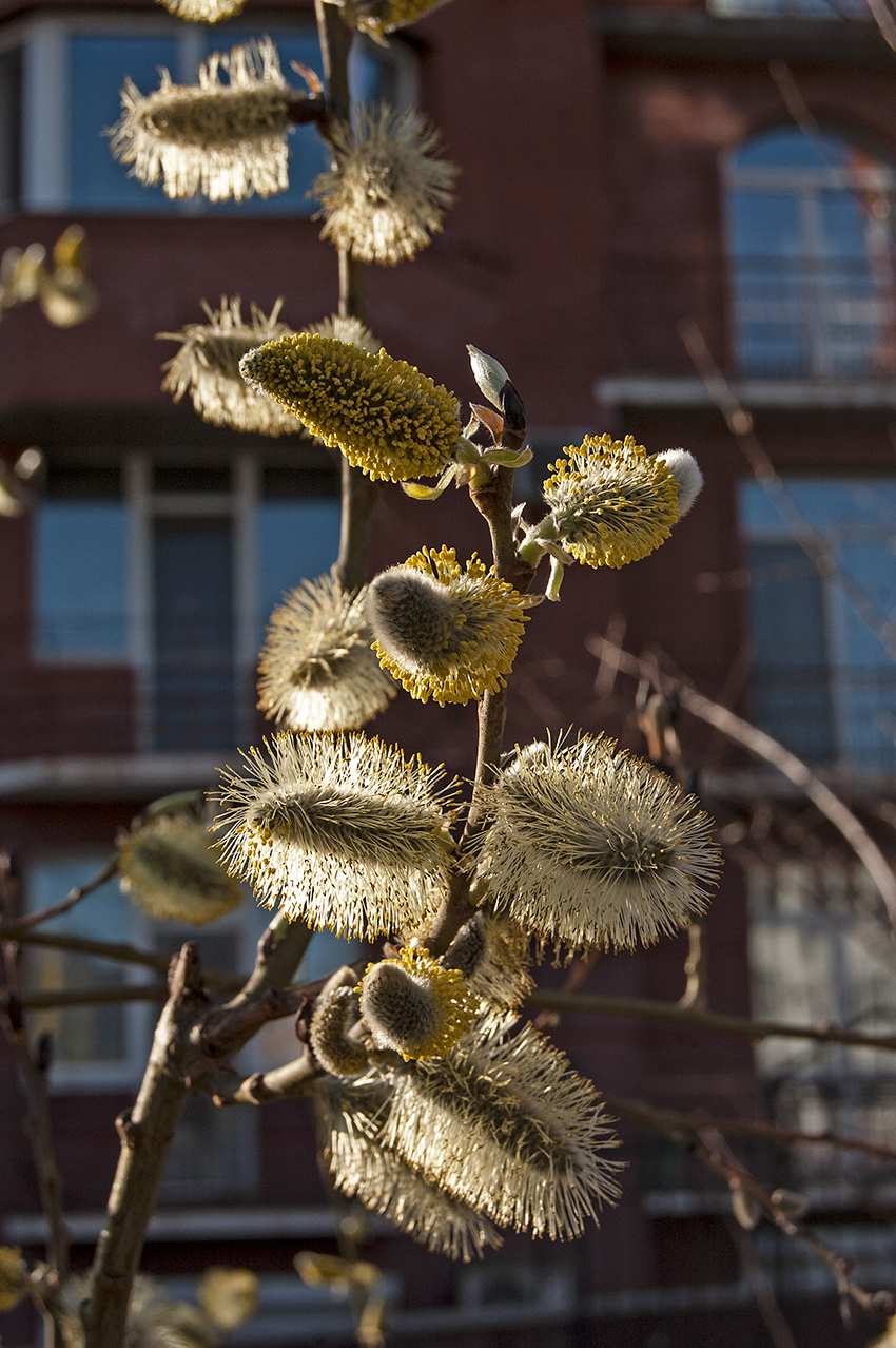 Image of Salix caprea specimen.