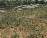 Stipa borysthenica. Плодоносящее растение. Крым, Керченский п-ов, побережье Казантипского залива в окр. с. Песочное, закреплённые пески. 22 мая 2018 г.