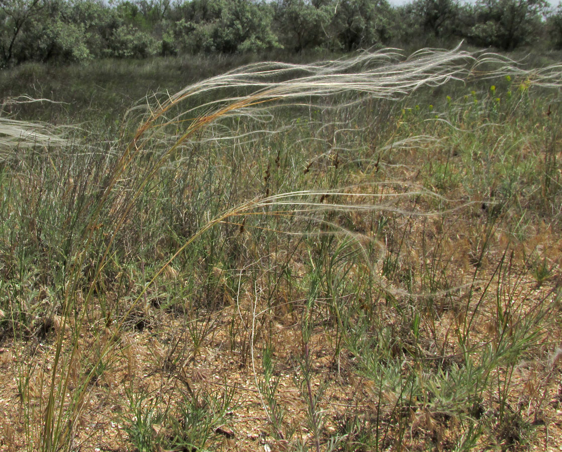 Изображение особи Stipa borysthenica.