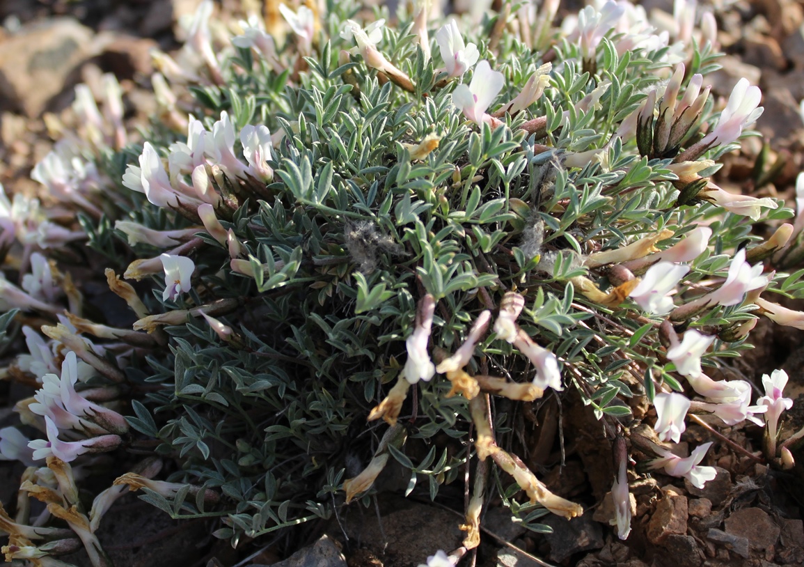 Изображение особи Astragalus heptapotamicus.