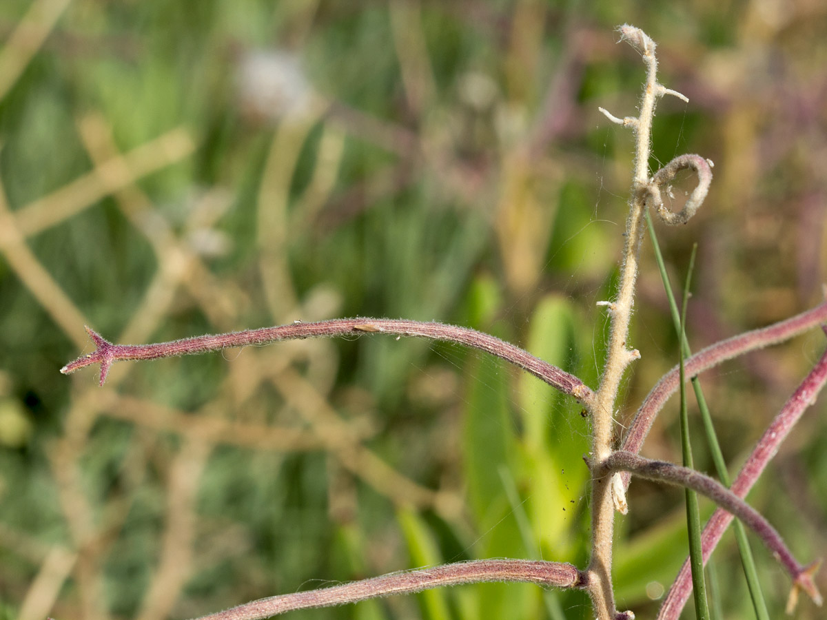 Image of Matthiola tricuspidata specimen.