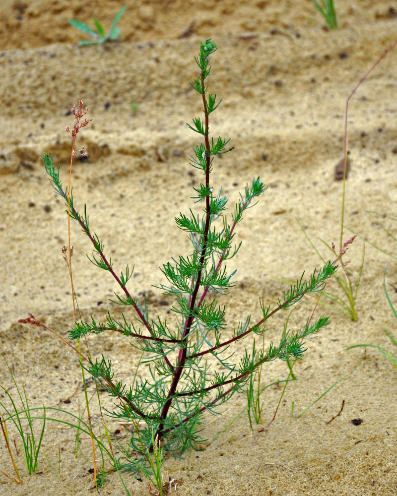 Image of Artemisia campestris specimen.