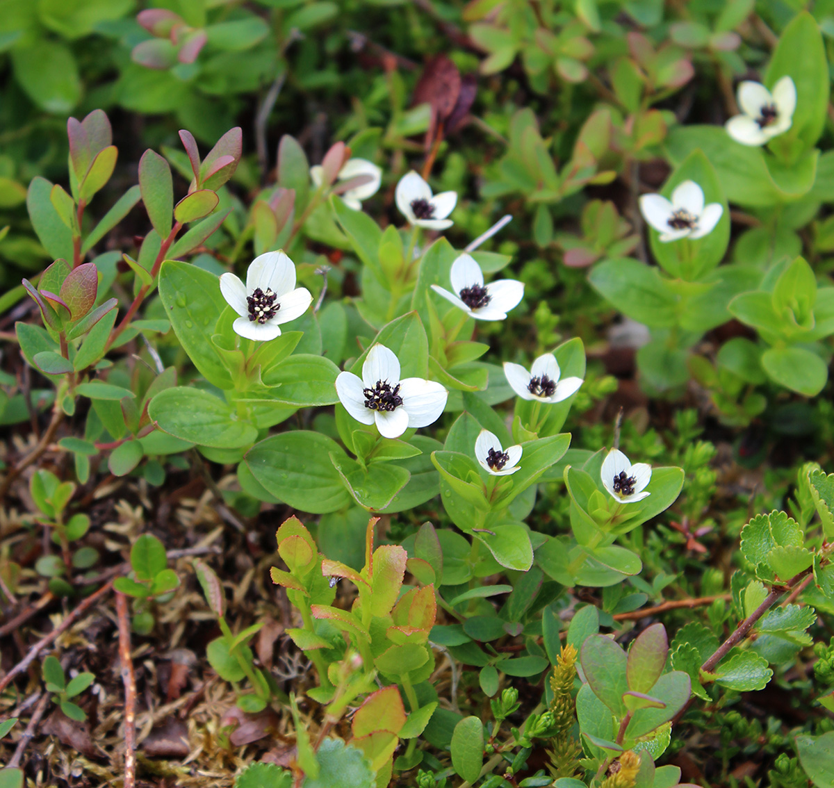 Изображение особи Chamaepericlymenum suecicum.