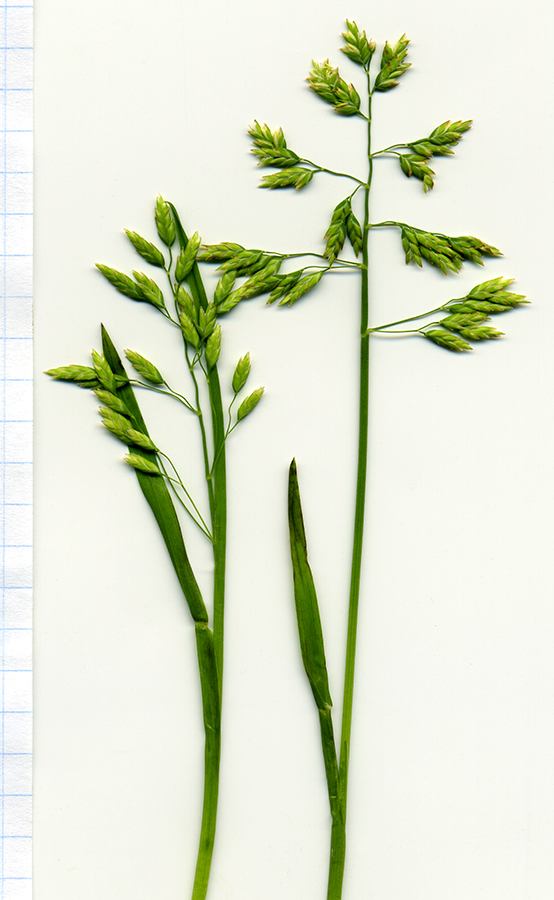 Image of Poa annua specimen.