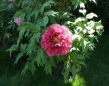 Paeonia suffruticosa