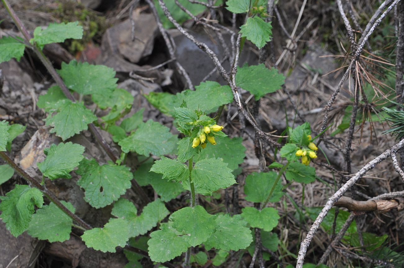 Image of Scrophularia chrysantha specimen.