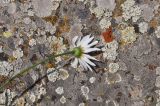 Leucanthemum vulgare. Верхушка цветущего растения. Грузия, Казбегский муниципалитет, окраина с. Степанцминда, зап. склон горы Куро, горный луг. 31.07.2018.