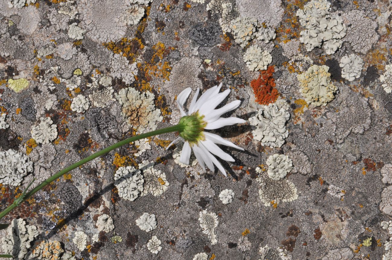 Image of Leucanthemum vulgare specimen.