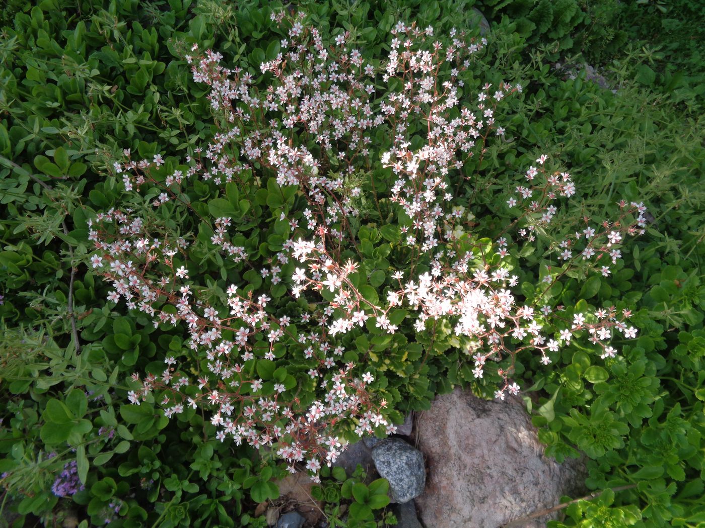 Изображение особи Saxifraga umbrosa.