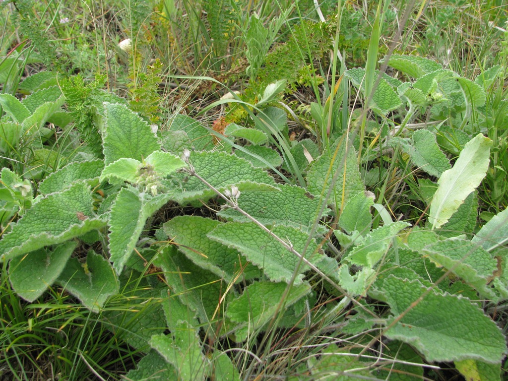 Image of Salvia verticillata specimen.