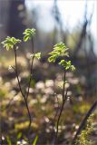 Sorbus aucuparia. Верхушка молодого вегетирующего растения. Псковская обл., Себежский р-н, сосновый лес. 30.04.2018.