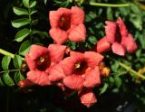 Campsis radicans