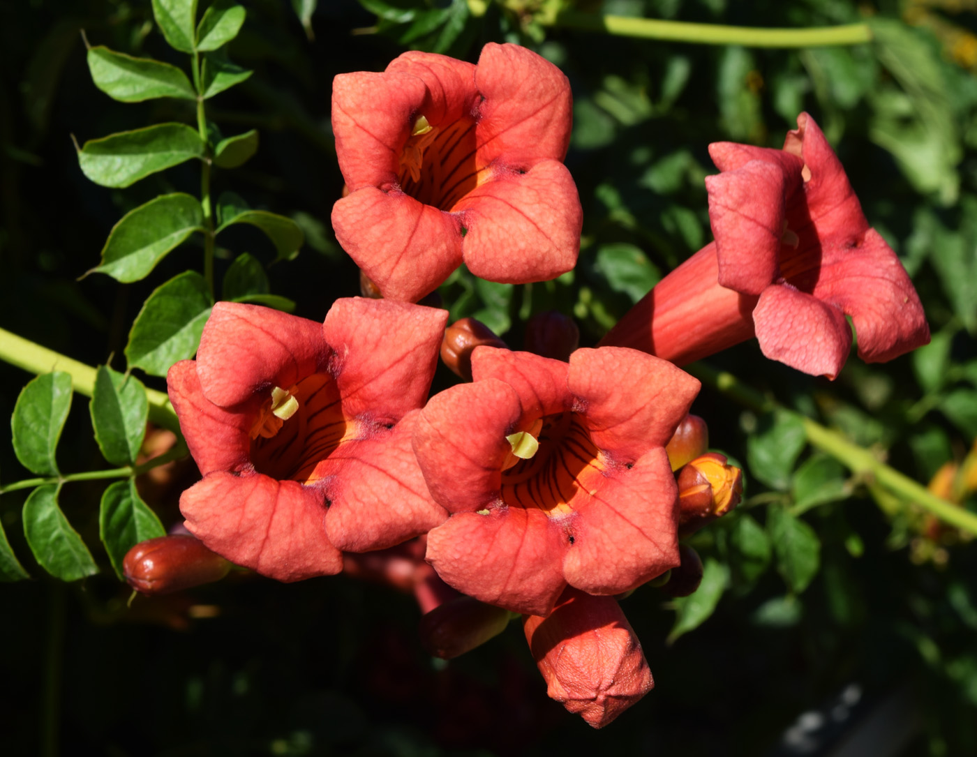 Изображение особи Campsis radicans.