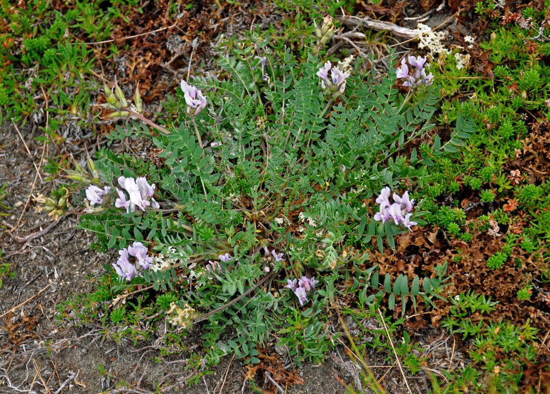 Изображение особи Oxytropis sordida.