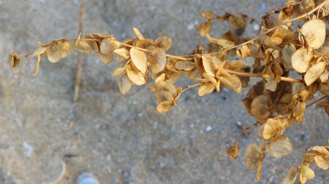 Image of Atriplex aucheri specimen.