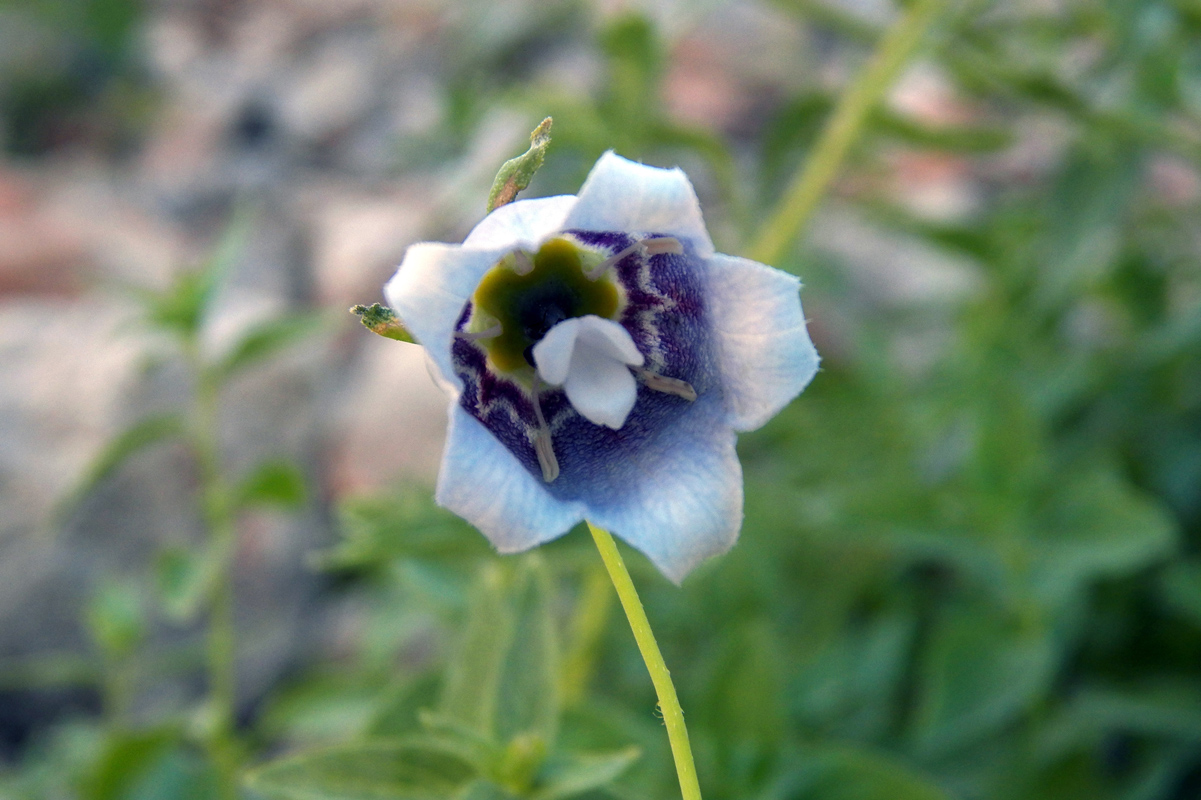 Image of Codonopsis bactriana specimen.