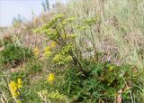 Heracleum sibiricum. Цветущее растение (жёлтым цветёт Solidago virgaurea ssp. lapponica). Кольский п-ов, Терский берег Белого моря, приморский луг. 23.07.2018.