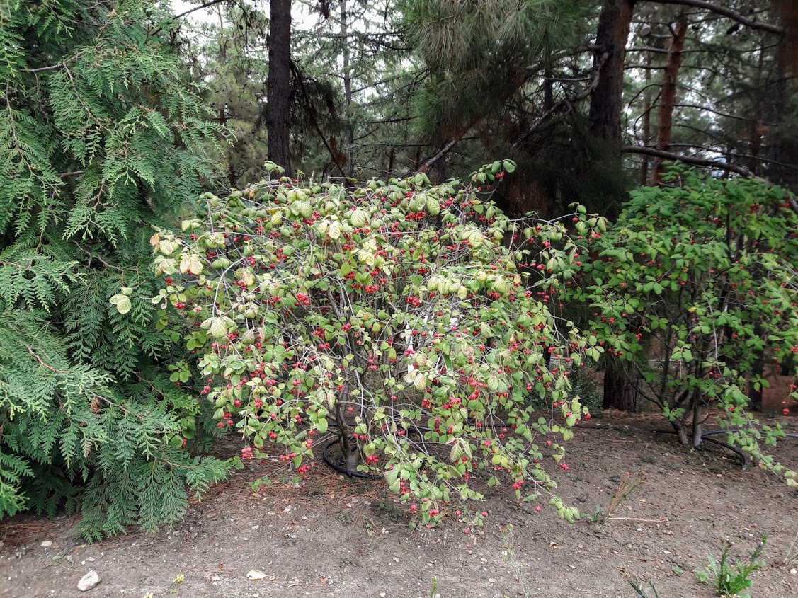 Image of genus Euonymus specimen.
