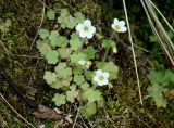 Saxifraga sibirica. Цветущие растения. Иркутская обл., Слюдянский р-н, долина р. Слюдянка, родники у подножия скалы. 27.05.2018.