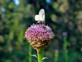 Stemmacantha carthamoides. Соцветие с кормящейся бабочкой и фуражирующей пчелой. Красноярский край, Ермаковский р-н, природный парк \"Ергаки\", долина р. Тушканчик, ≈ 1200 м н.у.м., луг на опушке хвойного леса. 13.07.2018.