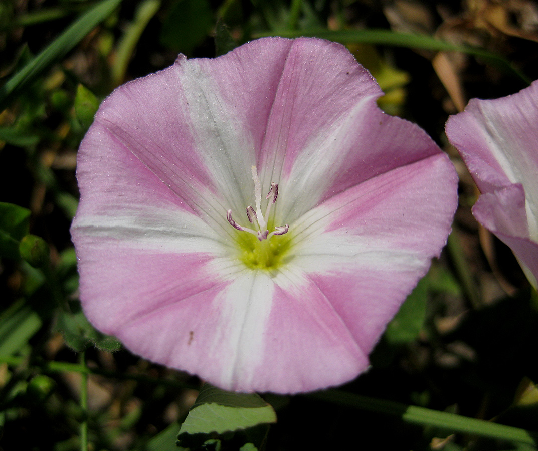 Image of Convolvulus arvensis specimen.