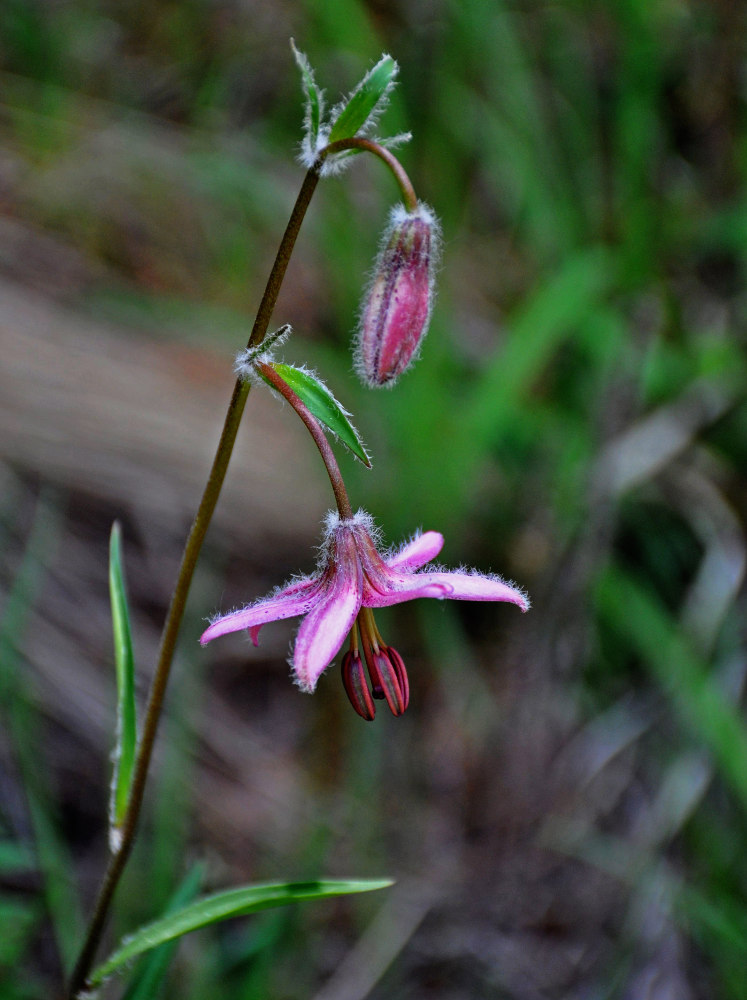 Image of Lilium pilosiusculum specimen.