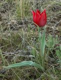 Tulipa suaveolens