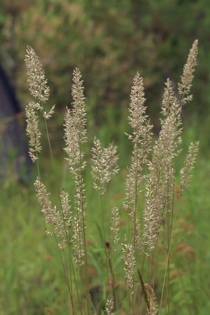 Image of Koeleria macrantha specimen.