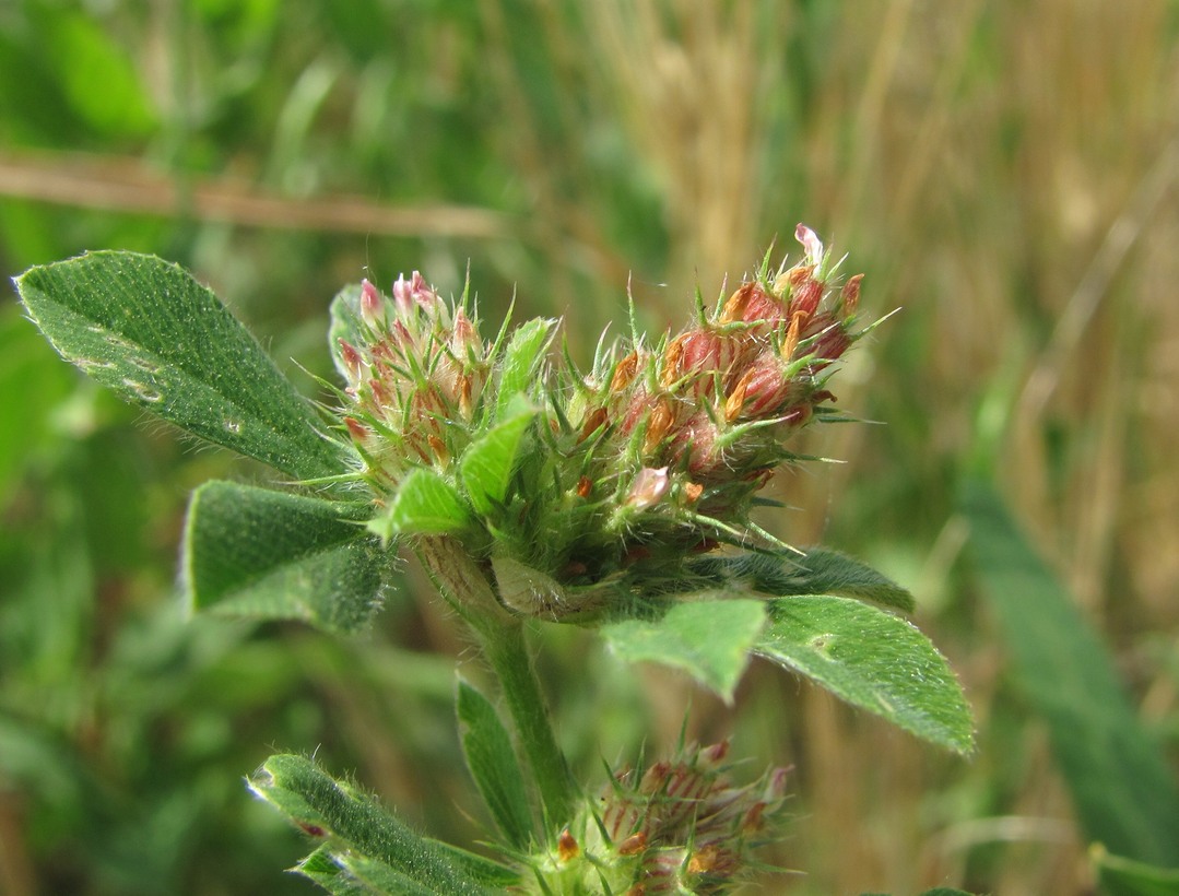 Изображение особи Trifolium striatum.