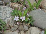 Viola gmeliniana. Цветущее растение. Иркутская обл., Иркутский р-н, окр. пос. Б. Голоустное, дельта р. Голоустная, галечник. 01.06.2018.