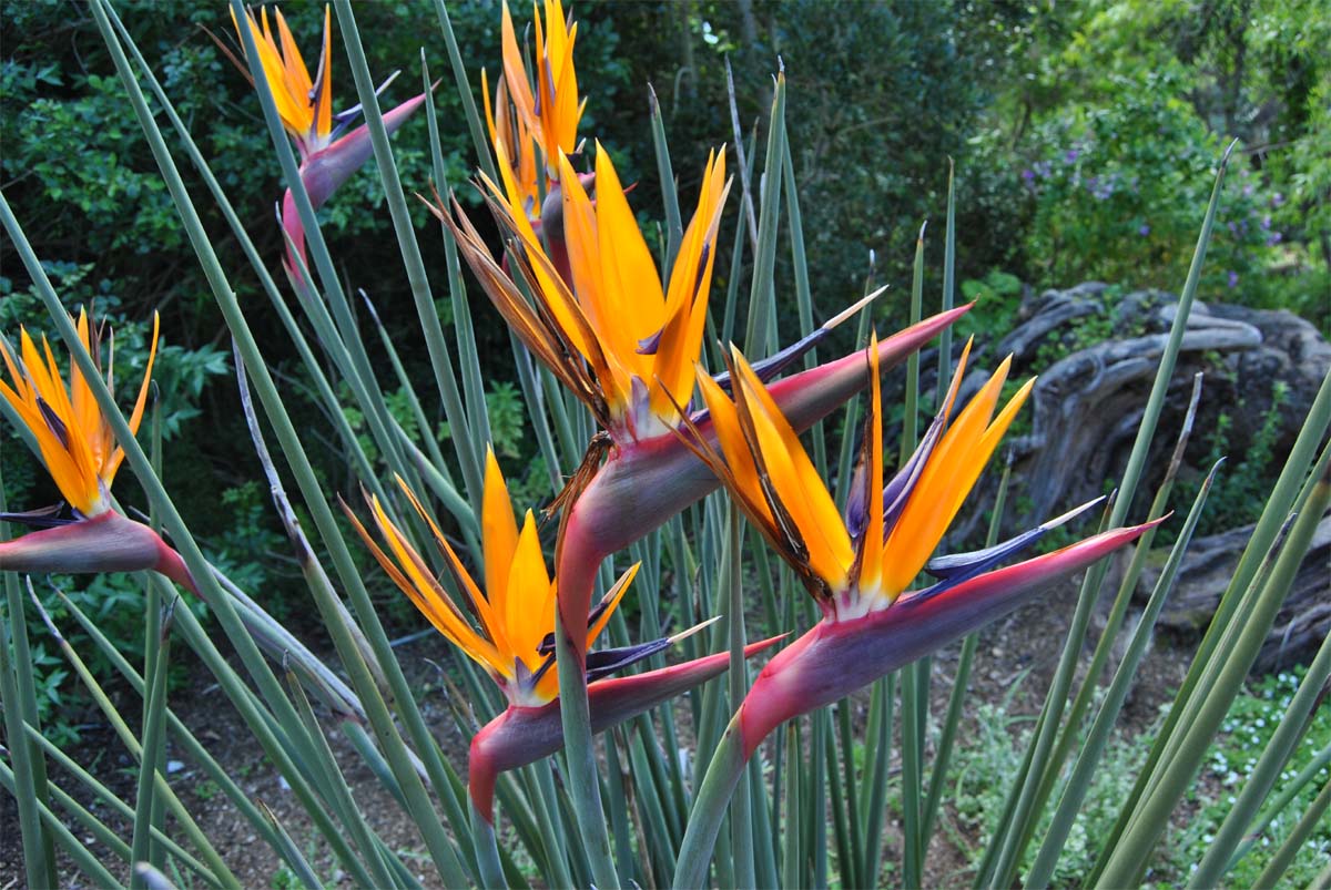 Изображение особи Strelitzia juncea.