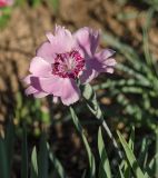 genus Dianthus. Цветок. Пермский край, пос. Юго-Камский, частное подворье. 15 августа 2018 г.