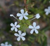 Plumbago zeylanica