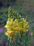 Linaria vulgaris. Соцветия с цветками и бутонами. Магаданская обл., окр. г. Магадан, ост. \"Аммональная\", р. Балахапчан, разнотравная поляна под склоном. 10.08.2018.