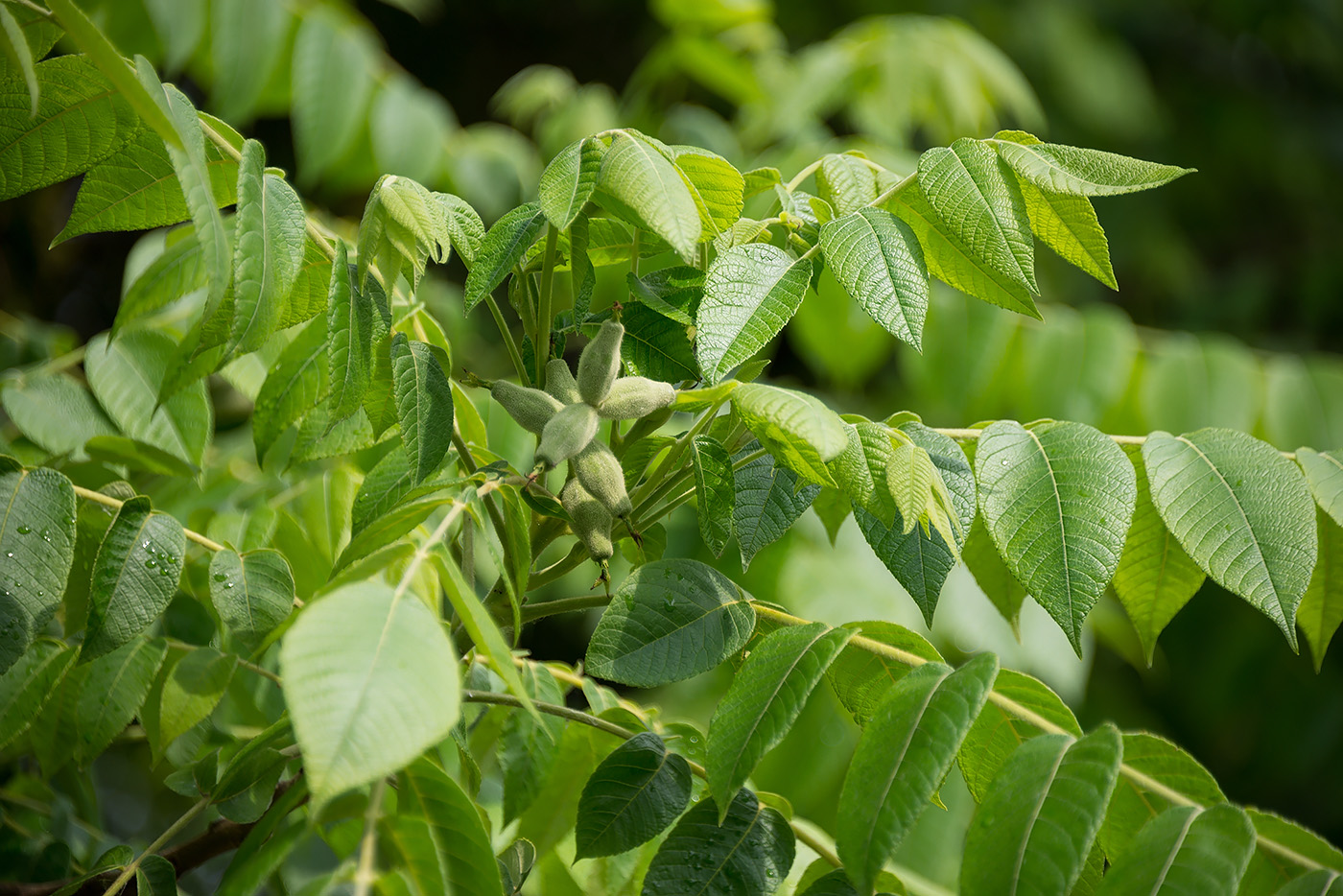 Изображение особи Juglans cinerea.