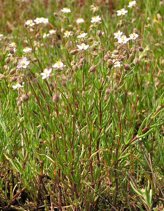 Image of Spergularia media specimen.