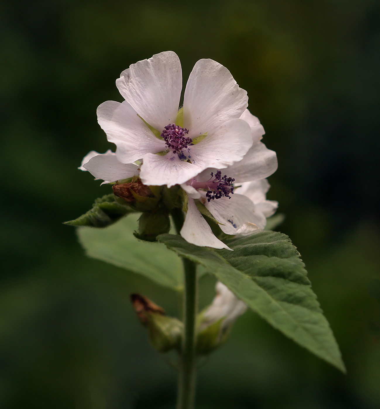 Image of Althaea officinalis specimen.