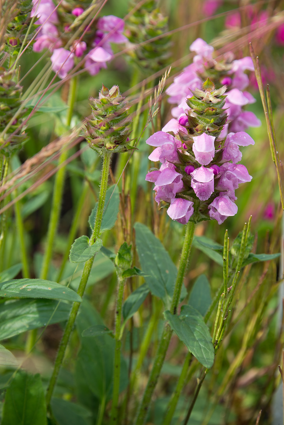 Image of Prunella grandiflora specimen.