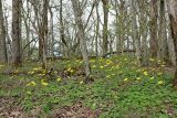 Doronicum orientale. Аспект цветущих растений. Краснодарский край, Абинский р-н, окр. пос. Новый, дубовый лес. 11.04.2019.