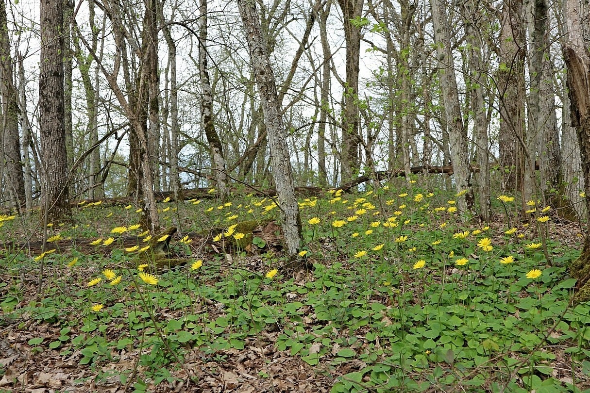 Изображение особи Doronicum orientale.