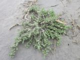 Kalidium juniperinum