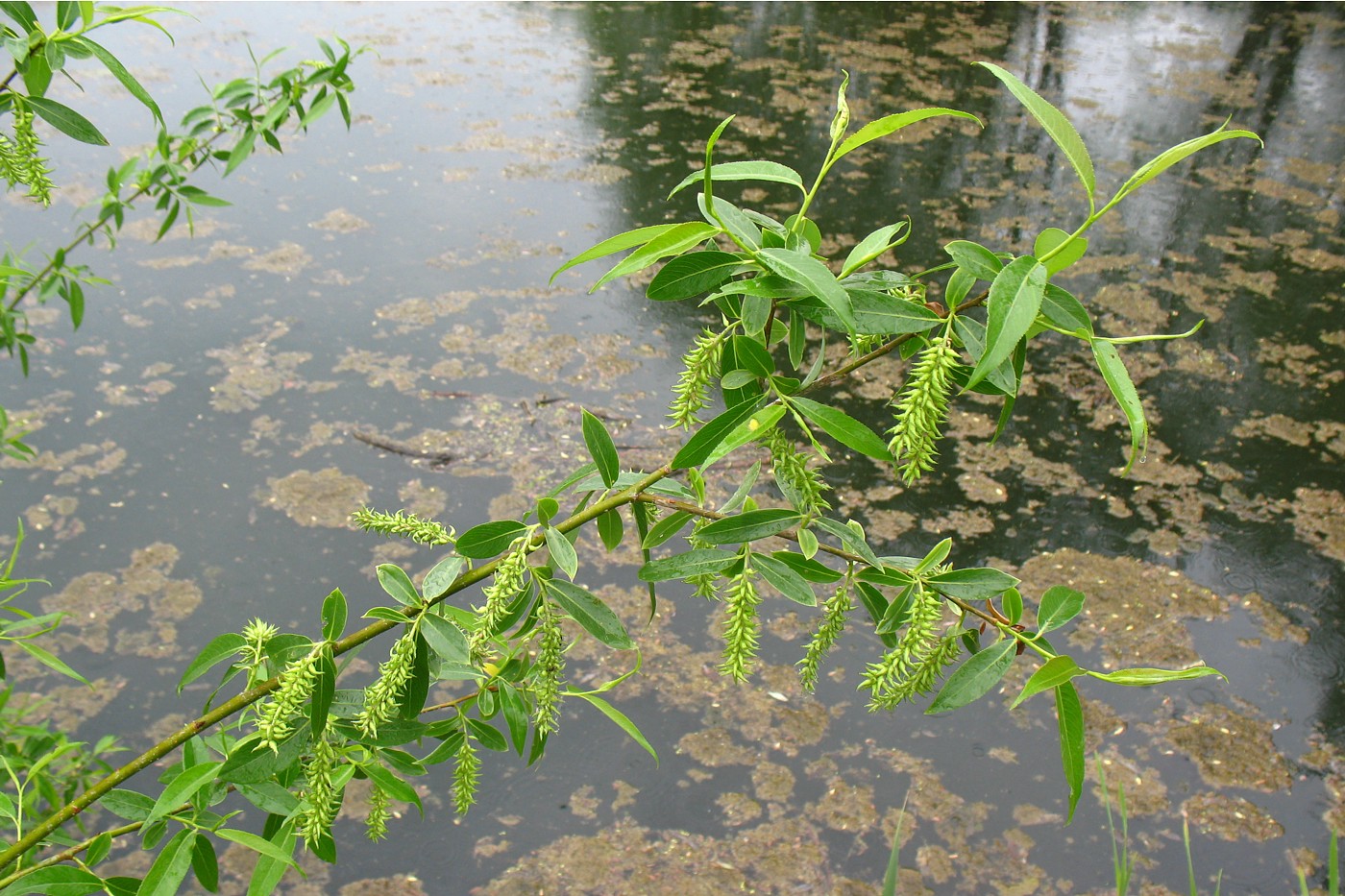 Image of Salix euxina specimen.