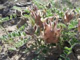 Astragalus chaetodon