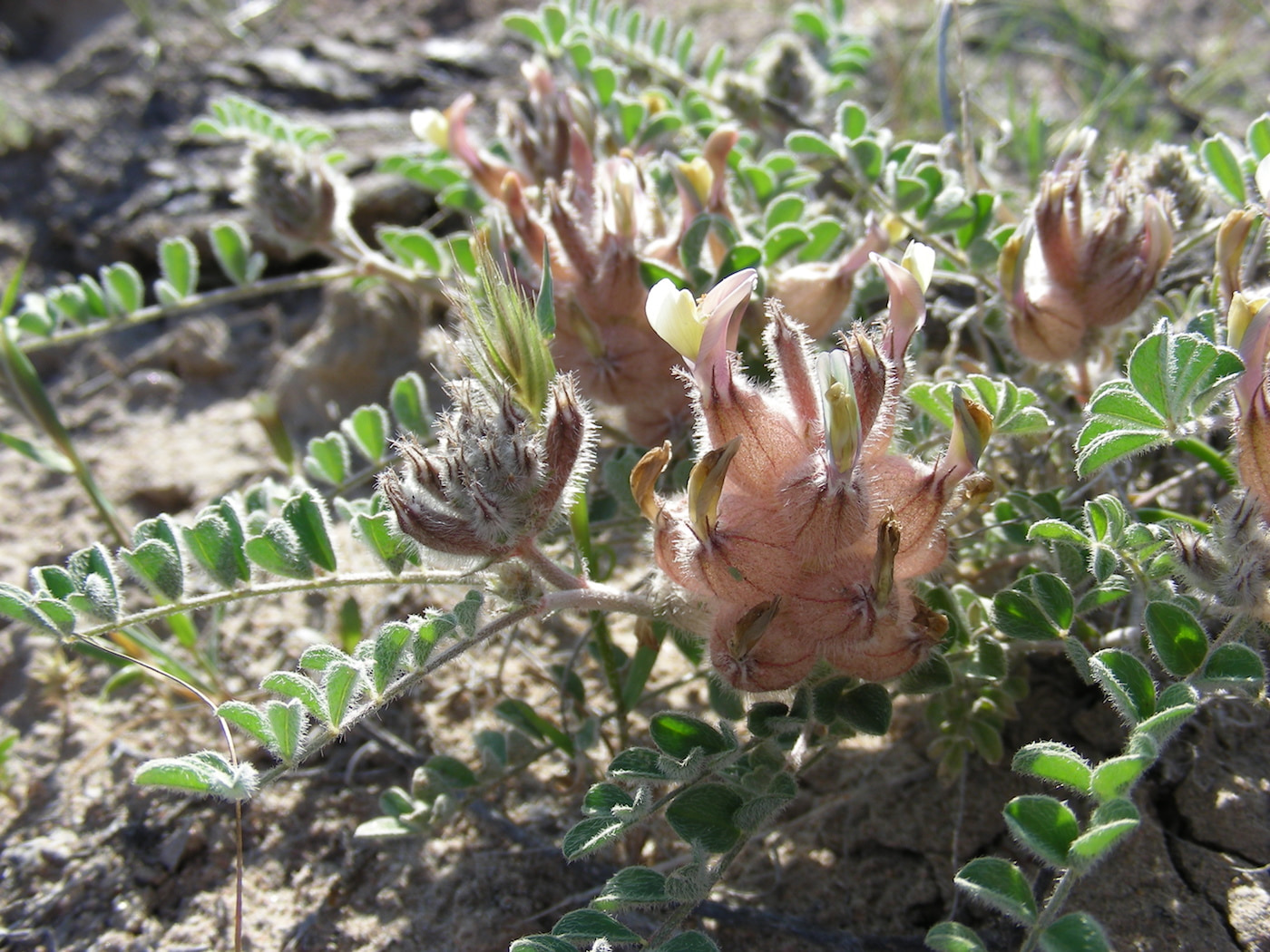 Image of Astragalus chaetodon specimen.