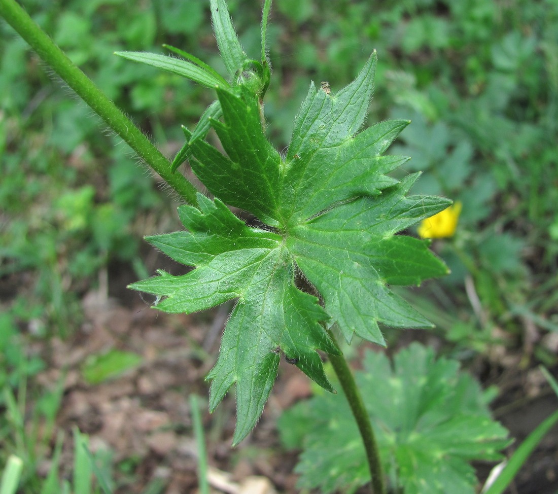 Image of genus Ranunculus specimen.