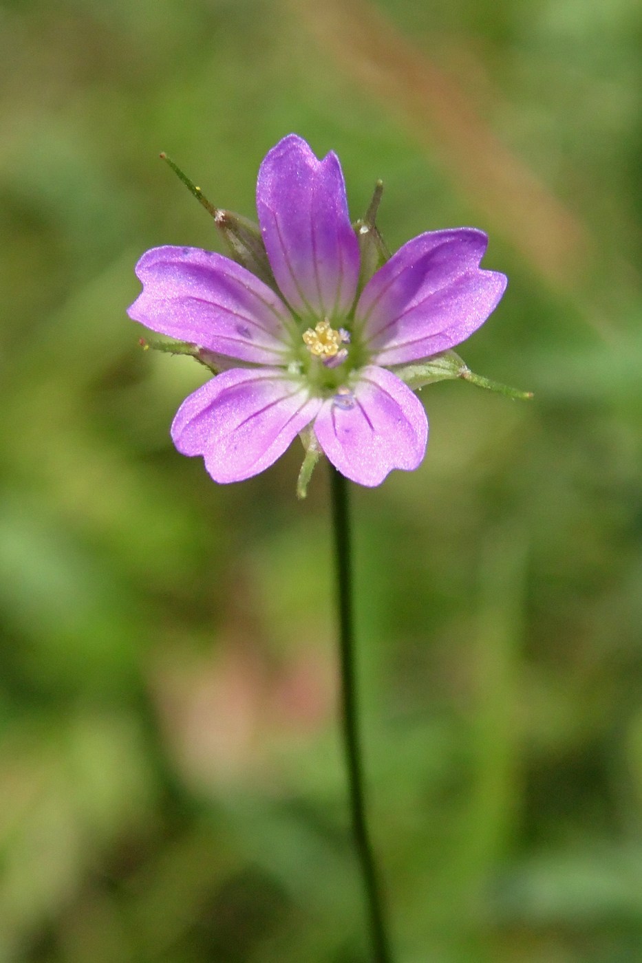 Image of Geranium columbinum specimen.